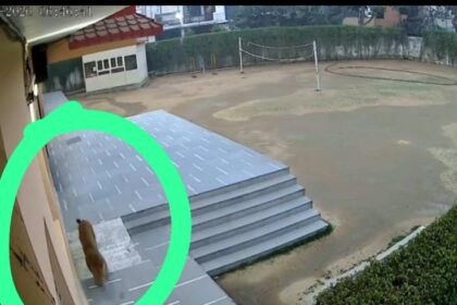 गाजियाबाद के स्कूल में तेंदुआ घुसने से मचा हड़कंप